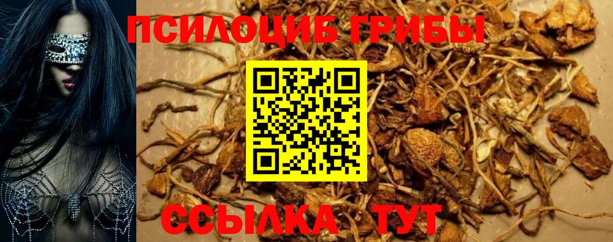 Псилоцибиновые грибы Psilocybine cubensis Кузнецк